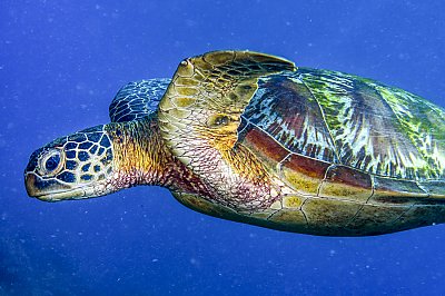 Green Sea Turtle - thumbnail