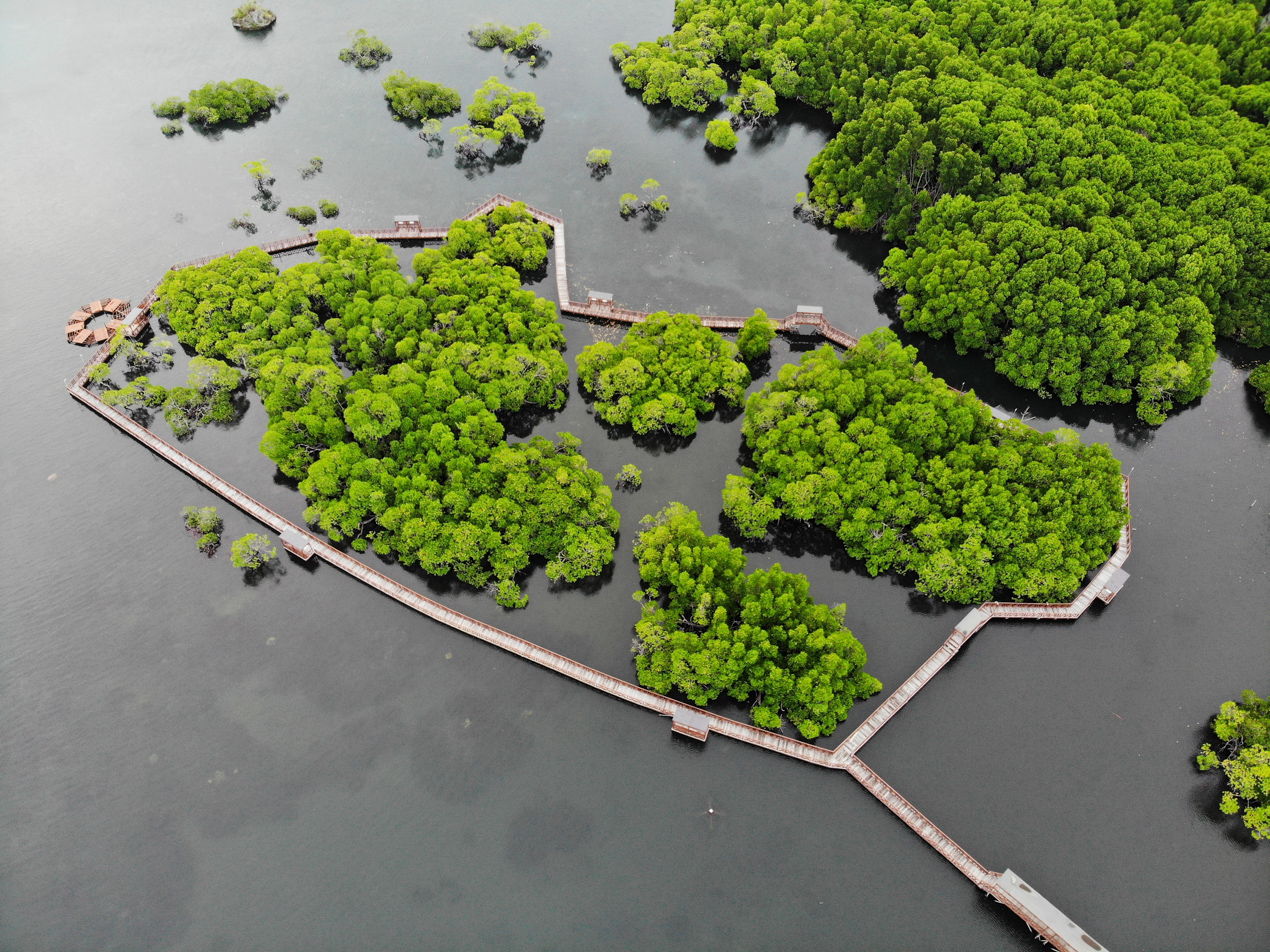 Aerial of trees, water and walking platform