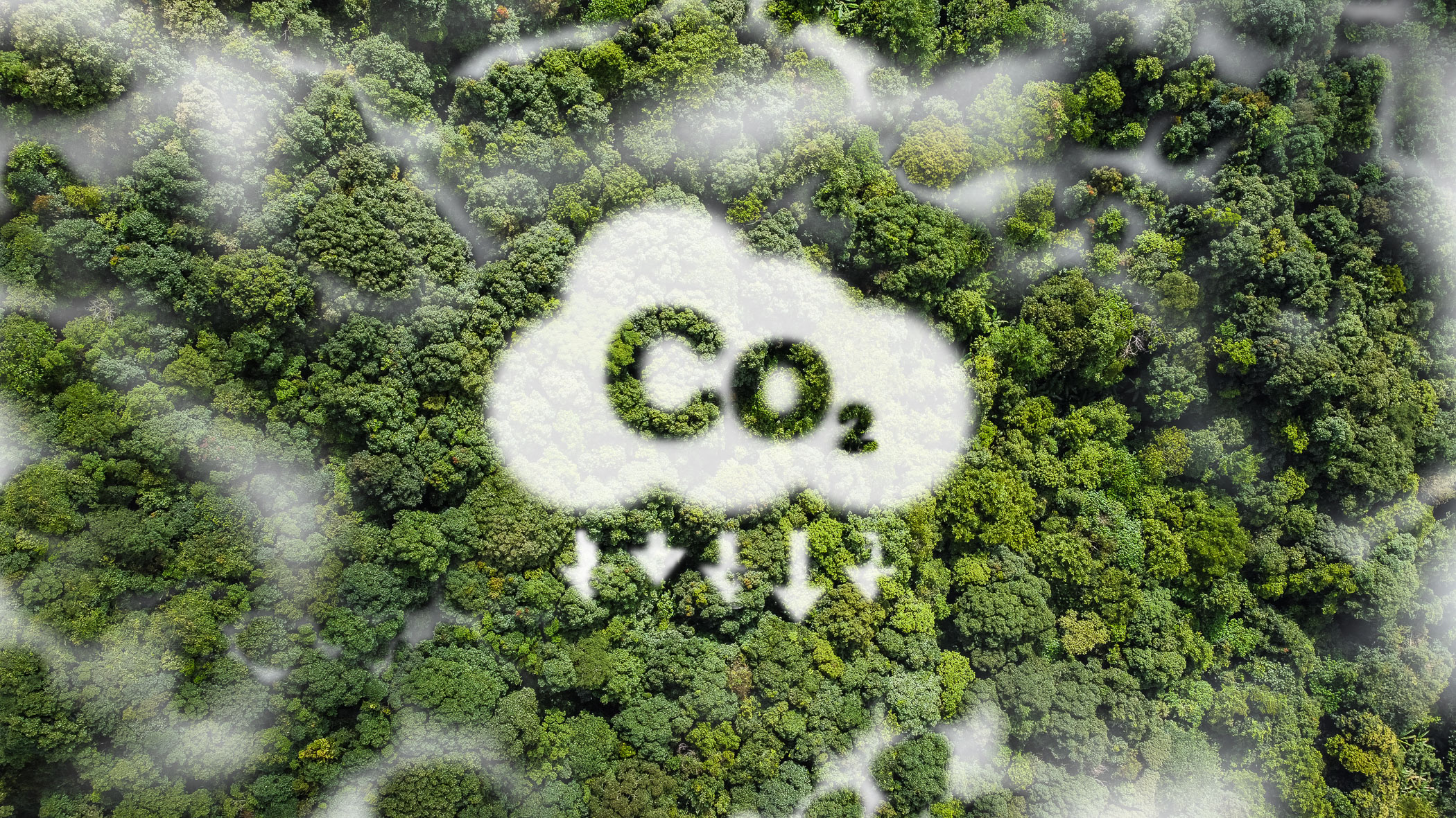 co2 cloud with arrows downward above forest